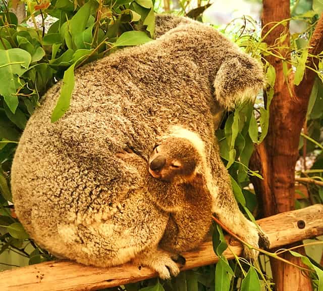 Koala joey exploring outside world after when they get more than 6 months old.