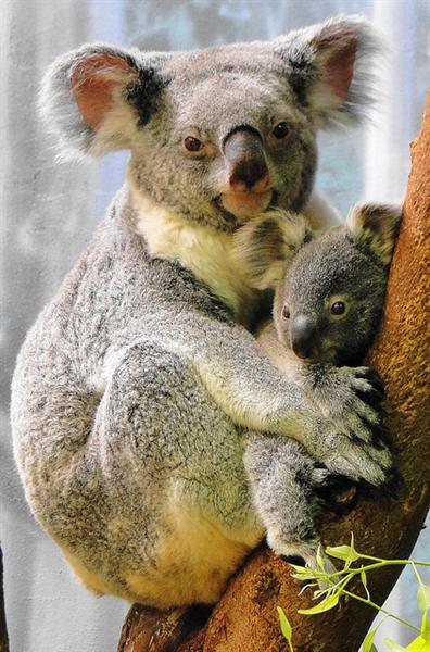 A Koala Joey Outside its mother's Pouch.