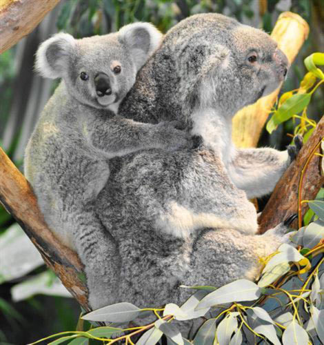 Baby Koala Joey