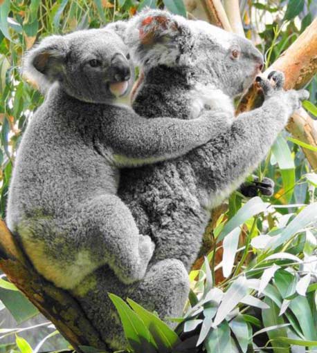 Koala Joey's sense of Smell is strong.