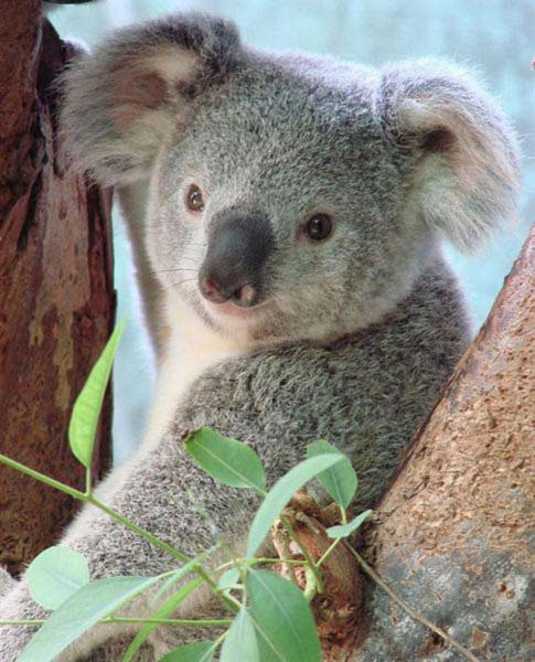 Koala Joey's Solid Food.