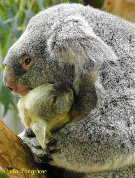 Koala Joeys Travel within 15 minutes of their birth.