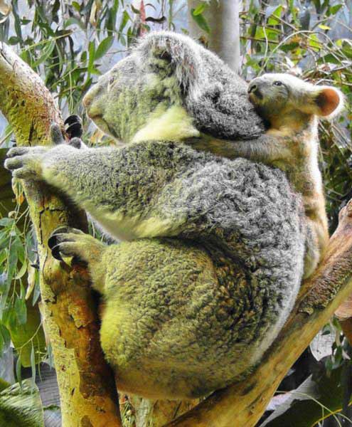 Koala Joeys are under-developed at the time of birth.