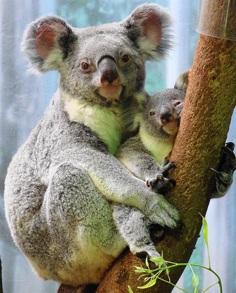 Koala Joeys are under-developed at birth.