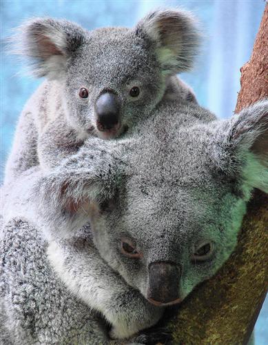 Koala Joeys' variation of Weights.