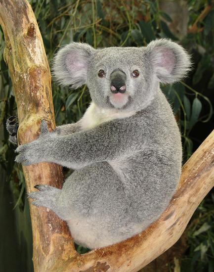 Koalas mother Abandon their Joeys.