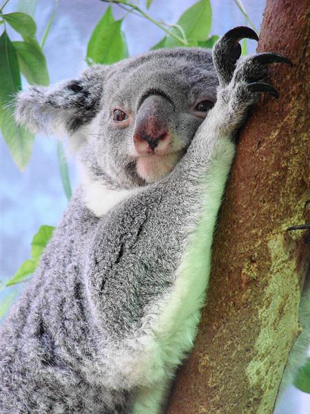 Koala pap is not faeces but nutrition for Koala Joeys.