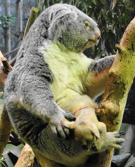 Koalas Pouch Protects Koala Joeys. 
