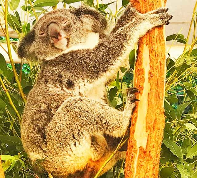 Female koalas are very receptive to male koalas vocalization during the mating season.