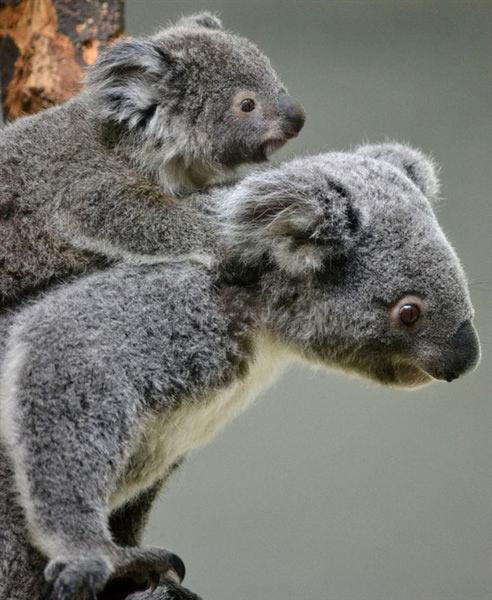 Koalas' mating months.