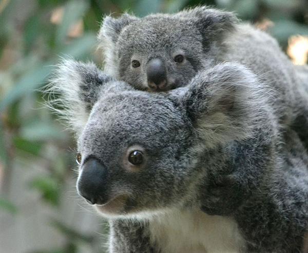 Koalas' mating season.