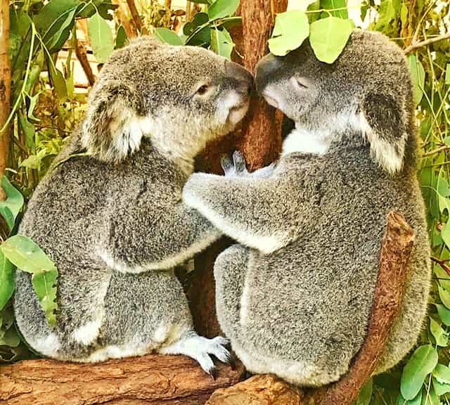 Koalas' mating season begins in September.