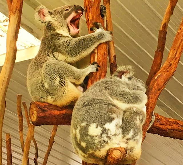 Koalas' peak mating season occurs during the summer months