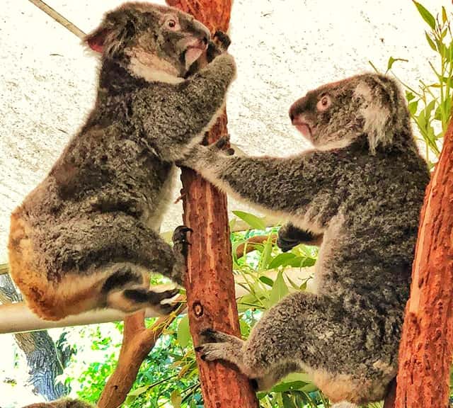 Breeding season also allows koalas to socialize as well.