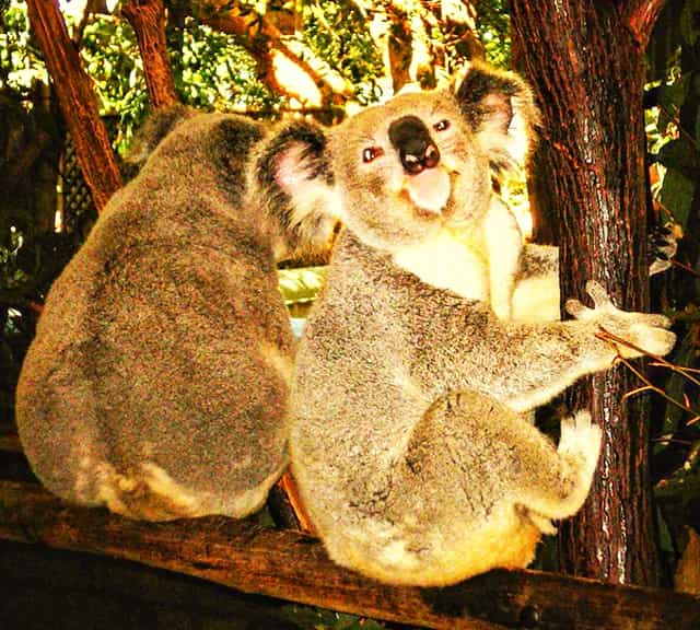 male koalas vocalize loudly to attract female koalas