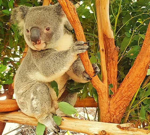 Koala word popularity online. Word Koala emerged from aboriginal and native languages of Australia.