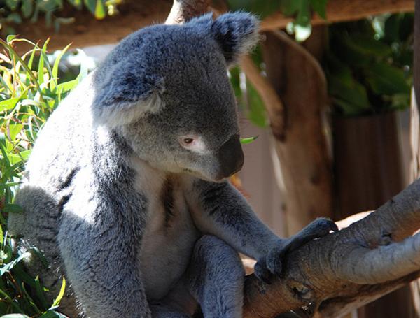 Koalas have Australian aboriginal names.