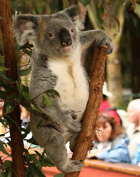 Koalas have many different names.