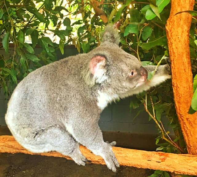 Koalas' immediate predators include dignoes, bunjils, owils, pyhtons & Goannas