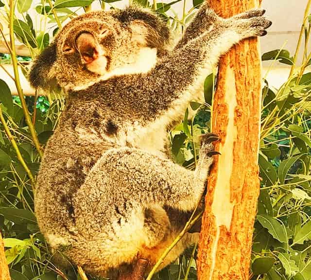 Koalas are safe on Trees from predators