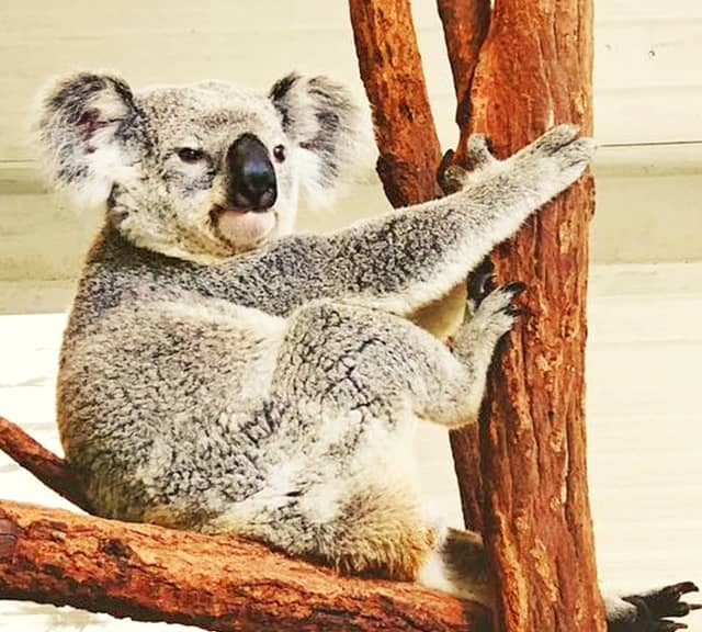 Koalas have been victim of unprecedented hunting during the 19th century.