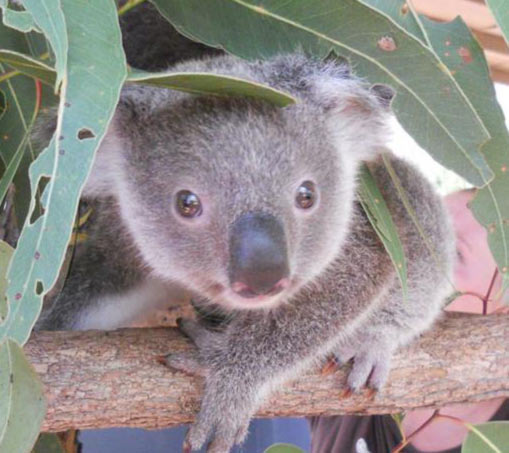 Smaller Koalas aerial predators' threat.