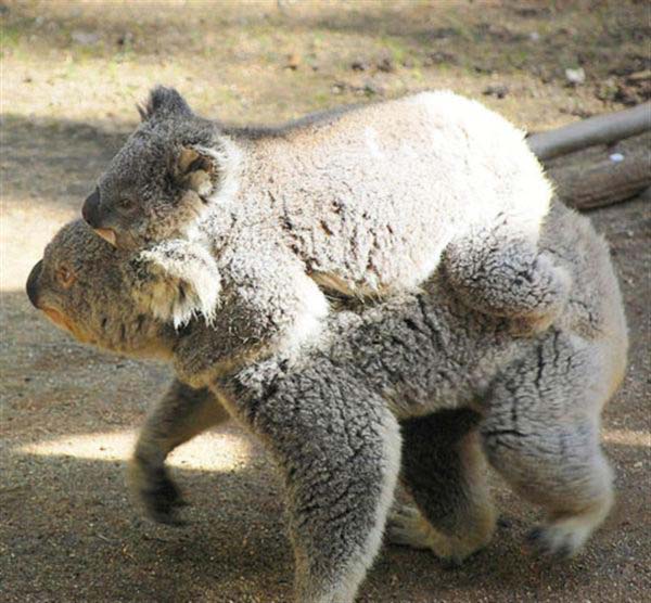 Koalas sleep on ground during extreme summers.