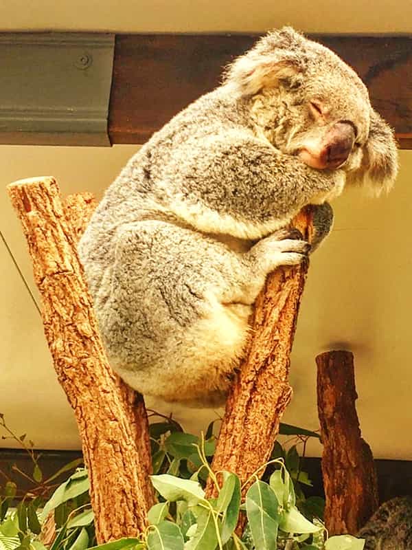 Sleeping on tree fork is favorite sleeping posture of koalas