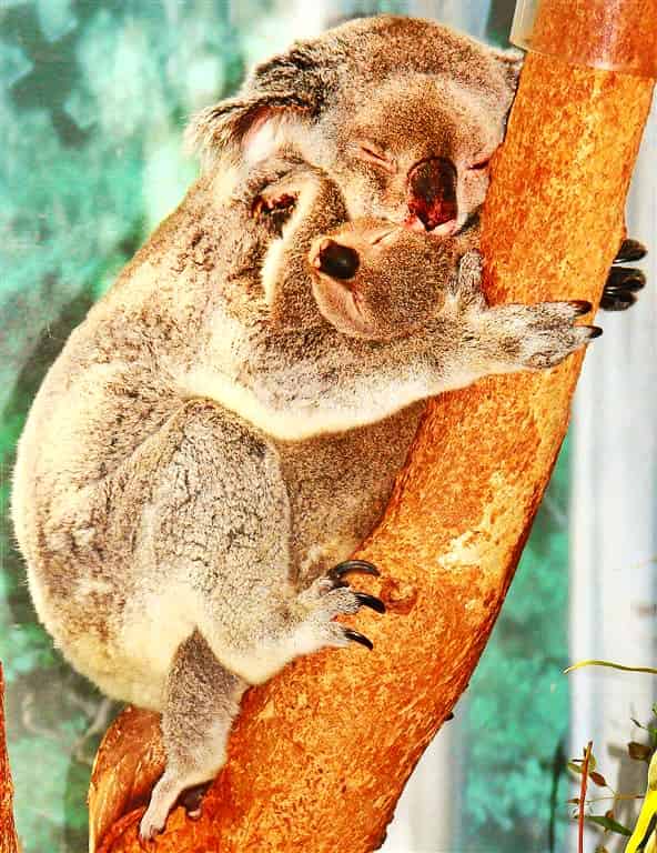 Koala Sleeps 20 hours per day