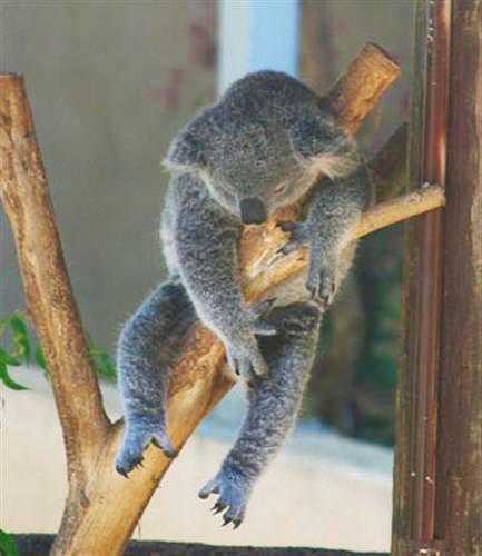 Koalas hourly sleep helps slow metabolism rate.