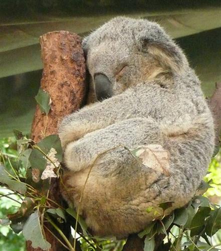 Koalas sleep 20 hours per day.
