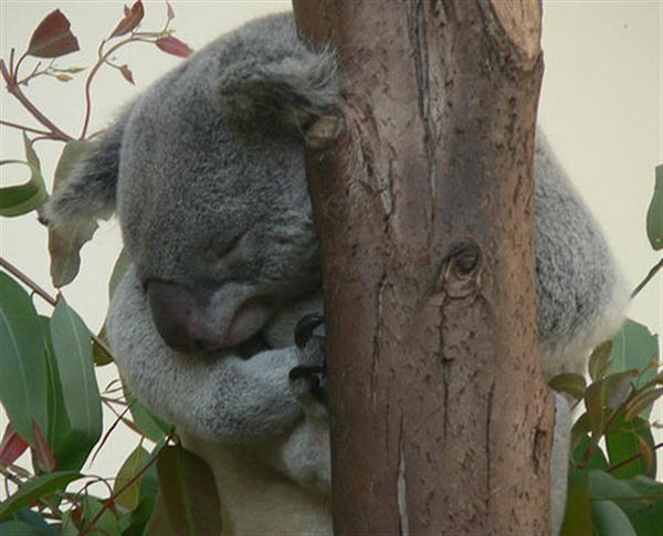 Koalas have unique sleeping posture.