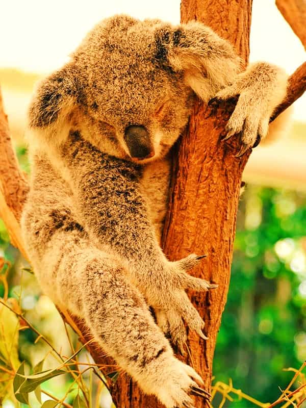 Koalas exhibit a lot of sleeping postures