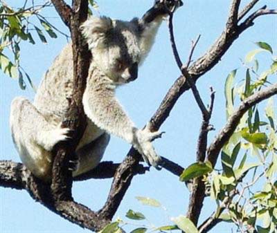 Koalas prefer Trees' top. 