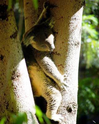 Koalas Prefer Big Trees