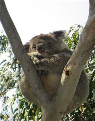 Koalas prefer Eucalyptus Tress. 