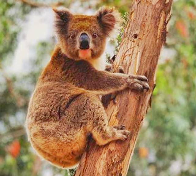 Brown Koalas - Types of koalas