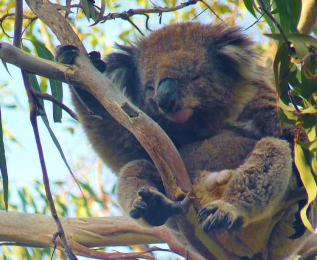 Koalas' live alone.