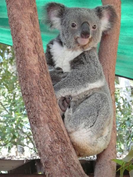 Koala's smaller brain helps to maintain energy levels.