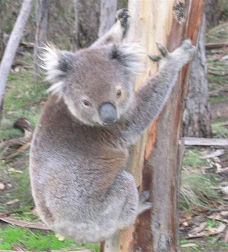 Deforestation is responsible for Koalas' Dehydration.
