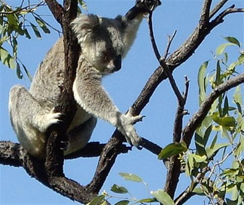 Koalas' Dehydration and water Availability.