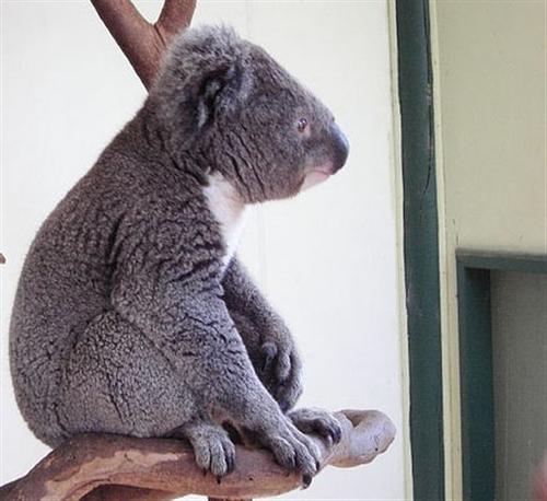 Koalas face dry conditions which are responsible for dehydration.