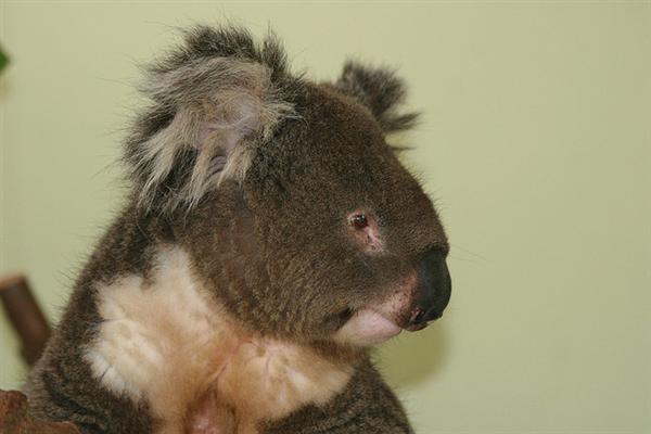 Koalas differ in terms of their fur coloring.