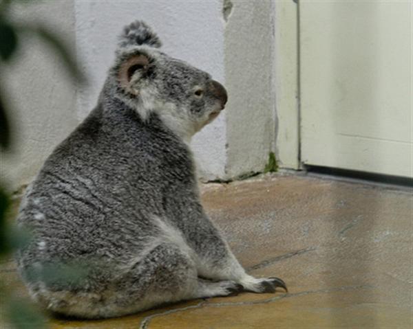 Koalas differ in their sizes.