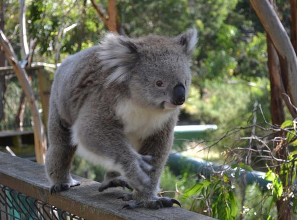 Koalas differ in terms of their furs as well.