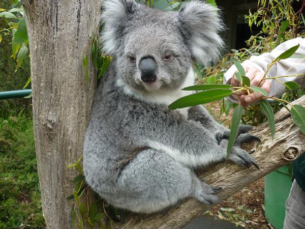 Koalas have difference of Breed as well.