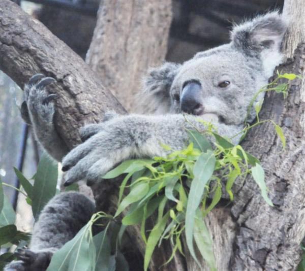 Koalas fur helps to get rid of water.