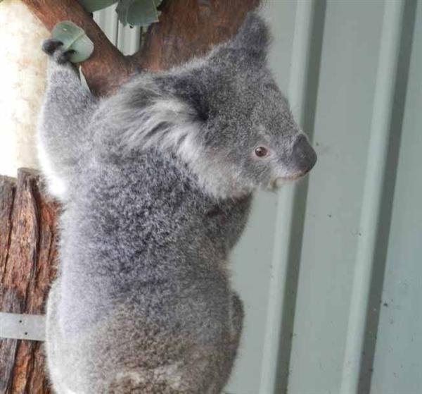 Koalas haben langsameren Stoffwechsel.