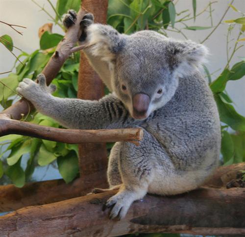 Koalas food Digestion within Large Intestine.