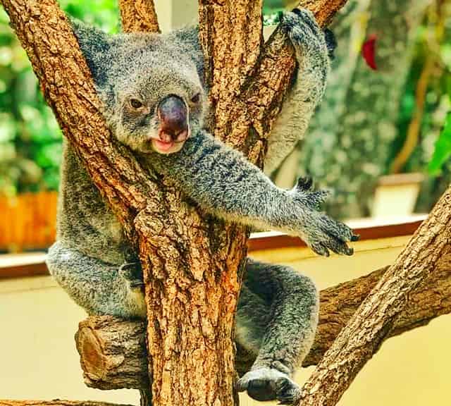 Koalas digestive system is advanced enough to help them thrive on the Eucalyptus foliage.